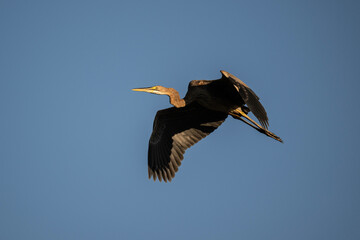 beautiful grey heron bird actively searching for food in natural conditions on a sunny day in Thailand