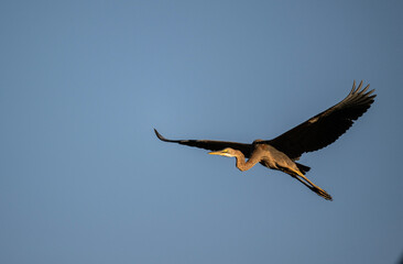 beautiful grey heron bird actively searching for food in natural conditions on a sunny day in Thailand