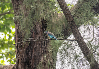 beautiful blue roller bird sitting on a branch in the forest on a sunny day in Thailand