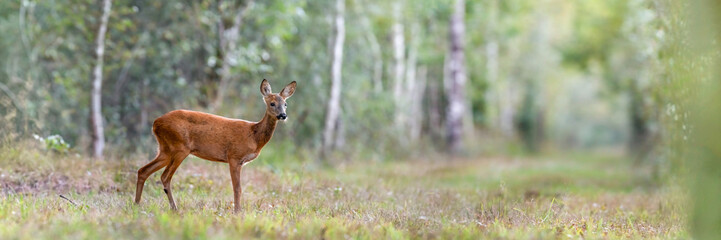 Young roe deer doe in a forest alley. Capreolus capreolus, Sologne, Loiret 45, région Centre-Val-de-Loire, France, European Union, Europe