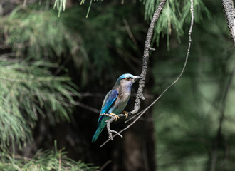 beautiful blue roller bird sitting on a branch in the forest on a sunny day in Thailand