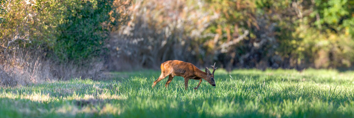 Roe deer buck walking in a clearing. Capreolus capreolus, Sologne, Loiret 45, région Centre-Val-de-Loire, France, European Union, Europe