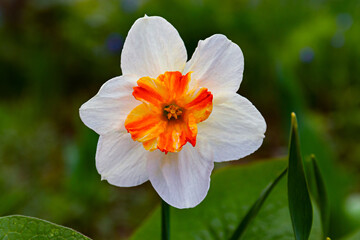 White daffodils grow in the backyard. spring landscape