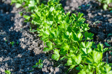 The first sprouts of parsley and celery in the garden appear in early spring. growing organic products on the plot of land