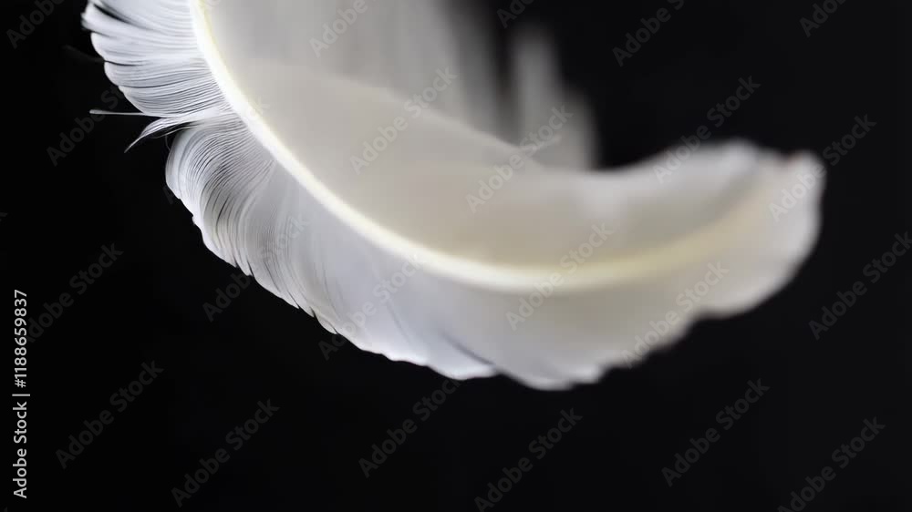 Poster delicate feather displaying soft texture and graceful curves against a dark background, capturing na