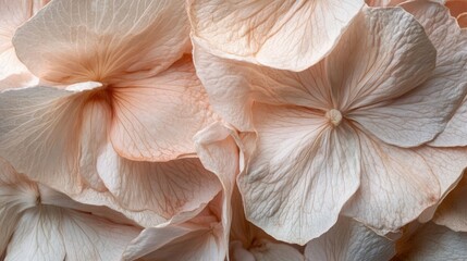 "Delicate Pink Hydrangeas Against a White Background: A Floral Concept"