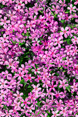 Phlox awl-shaped moerheimii. Lilac flowers, blooming carpet on a flower bed in the garden. close up