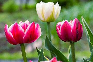 Obraz premium Tulip Columbus. this is a stunning pink with a cream-white edge variety of tulips. close up