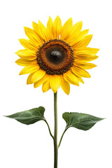 Single sunflower with stem isolated on Transparent background, PNG file