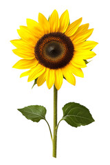 Single sunflower with stem isolated on Transparent background, PNG file