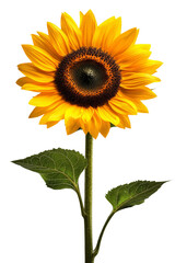 Obraz premium Single sunflower with stem isolated on Transparent background, PNG file