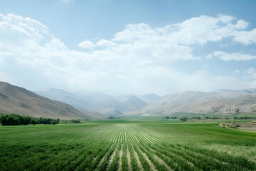 Obraz premium Agricultural landscapes transforming from lush green to arid land due to the effects of global warming and climate change