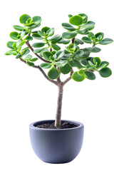 Small jade plant isolated on Transparent background, PNG file