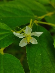 Muntinga calabura L. Beautiful white flower background. Natural backdrop.