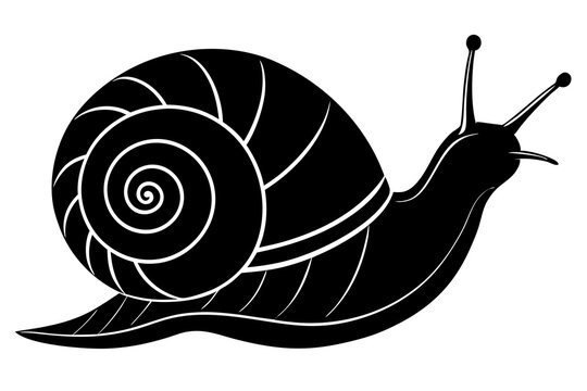 recommend clip art: snail silhouette vector, Sea snail vector illustration 