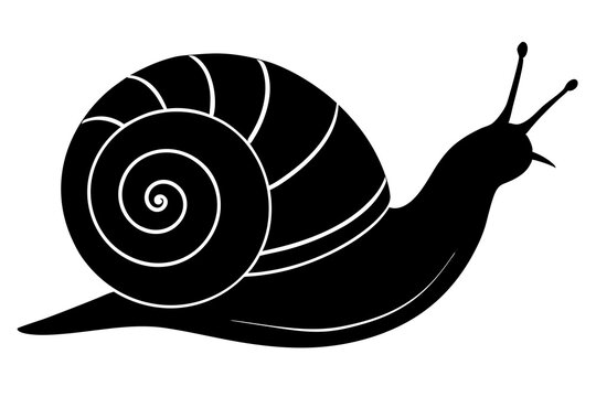 recommend clip art: snail silhouette vector, Sea snail vector illustration 