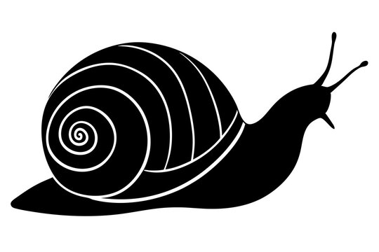 recommend clip art: snail silhouette vector, Sea snail vector illustration 