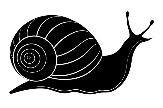 recommend clip art: snail silhouette vector, Sea snail vector illustration 