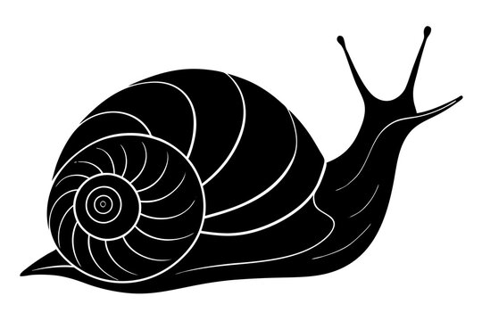recommend clip art: snail silhouette vector, Sea snail vector illustration 