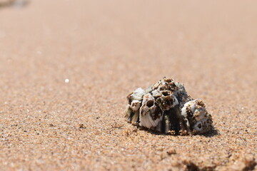 seashell on the beach