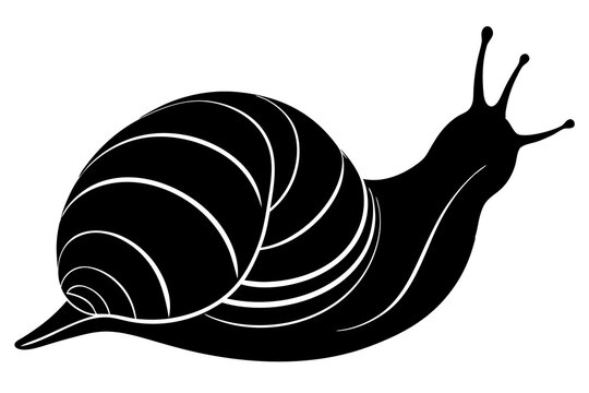 recommend clip art: snail silhouette vector, Sea snail vector illustration 