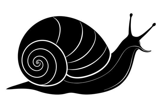 recommend clip art: snail silhouette vector, Sea snail vector illustration 