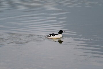 Common Merganser 