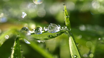 krople rosy © JT Foto - Dron