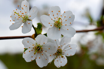 cherry blossoms on a Sunny background. Beautiful nature spring background with a branch of cherry blossoms. close up