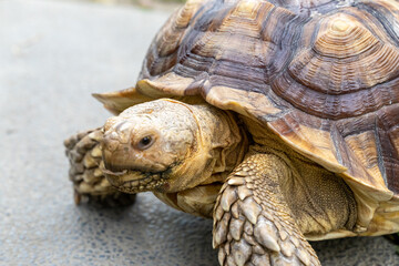 A majestic Sulcata tortoise crawls leisurely across a vibrant green lawn, its textured shell showcasing intricate patterns that highlight its natural beauty