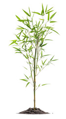Young bamboo tree isolated on Transparent background, PNG file