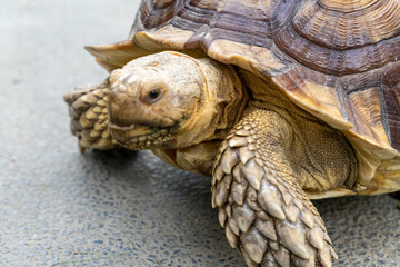 A majestic Sulcata tortoise crawls leisurely across a vibrant green lawn, its textured shell...