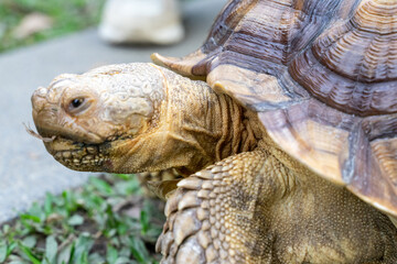 A majestic Sulcata tortoise crawls leisurely across a vibrant green lawn, its textured shell showcasing intricate patterns that highlight its natural beauty