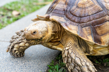 Obraz premium A majestic Sulcata tortoise crawls leisurely across a vibrant green lawn, its textured shell showcasing intricate patterns that highlight its natural beauty