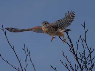 Turmfalke startet zur Jagd