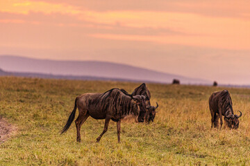 Wildebeest grazing Maasai Mara National Park
