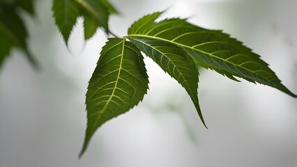 A solitary neem leaf, lush and vibrant in its green hue, stands out against a pure white background. 