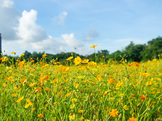 Beautiful colorful cosmos flowers in the field, blurred background and bright greenery and morning light.	