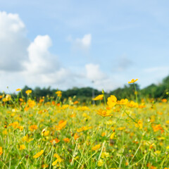 Fototapeta premium Beautiful colorful cosmos flowers in the field, blurred background and bright greenery and morning light. 