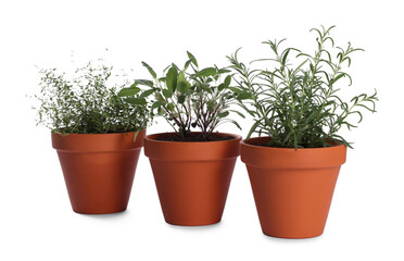Fototapeta premium Aromatic herbs in pots isolated on white