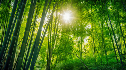 Fototapeta premium Bright sunlight filtering through a dense bamboo forest in early morning