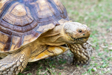 A majestic Sulcata tortoise crawls leisurely across a vibrant green lawn, its textured shell showcasing intricate patterns that highlight its natural beauty