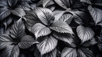 Dark Monochromatic Leaf Composition Close-up Texture, Nature Photography, Plant Details Leaf Texture, Botanical Photography