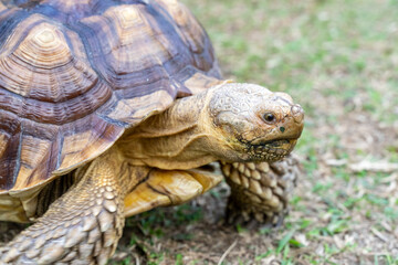 A majestic Sulcata tortoise crawls leisurely across a vibrant green lawn, its textured shell showcasing intricate patterns that highlight its natural beauty