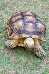 A majestic Sulcata tortoise crawls leisurely across a vibrant green lawn, its textured shell showcasing intricate patterns that highlight its natural beauty