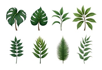 Set of tropical plants bush and leaves, Monstera, palm, rubber plant, pine, bird's nest fern