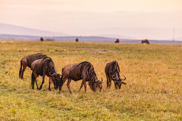 Wildebeest grazing Maasai Mara National Park