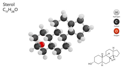 Molecule: Sterol. Molecular structure. Formula: C17H28O. Chemical model: Ball and stick. Sterols are a subgroup of steroids. White background. 3D illustration