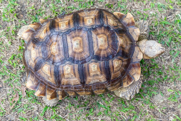 A majestic Sulcata tortoise crawls leisurely across a vibrant green lawn, its textured shell showcasing intricate patterns that highlight its natural beauty