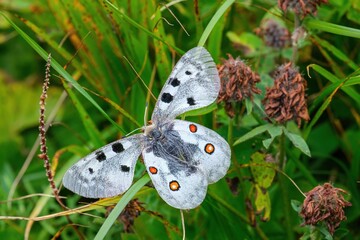 Obraz premium Apollo butterfly (Parnassius apollo) resting in the grass with open wings. White butterfly decorated with large black spots and red eye spots in the natural environment.